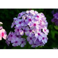 Флокс Phlox Золушка